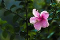 Pink Hibiscus flower bud in full bloom in the garden on a bright sunny day Royalty Free Stock Photo