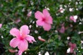 Pink hibiscus flower bush background picture Royalty Free Stock Photo