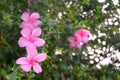 Pink hibiscus flower bush background picture Royalty Free Stock Photo