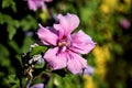 Pink hibiscus flower in a bush at sunset seen up close Royalty Free Stock Photo