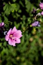 Pink hibiscus flower in a bush at sunset seen up close Royalty Free Stock Photo