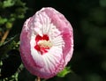 Pink Hibiscus flower Royalty Free Stock Photo