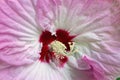 Pink Hibiscus flower Royalty Free Stock Photo