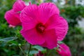 Pink hibiscus flower, close-up. Soft focus. Beautiful shrubs adorn the garden. Royalty Free Stock Photo