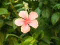 pink Hibiscus flower Royalty Free Stock Photo