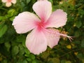 pink Hibiscus flower Royalty Free Stock Photo