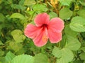 pink Hibiscus flower Royalty Free Stock Photo