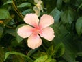 pink Hibiscus flower Royalty Free Stock Photo