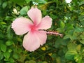 pink Hibiscus flower Royalty Free Stock Photo