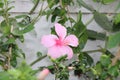 Pink hibiscus flower closeup as wallpaper Royalty Free Stock Photo