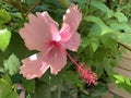 Pink Hibiscus Flower closeup lat.- Hibiscus Royalty Free Stock Photo