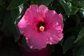 Pink hibiscus flower closeup Royalty Free Stock Photo