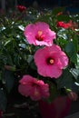 Pink hibiscus flower closeup Royalty Free Stock Photo