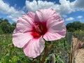 Pink Hibiscus Flower and clouds at the Garden Royalty Free Stock Photo