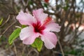 Pink hibiscus flower detail blooming in tropical garden Royalty Free Stock Photo