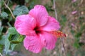 Pink hibiscus flower Royalty Free Stock Photo