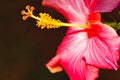 Pink Hibiscus flower, in full bloom against black background Royalty Free Stock Photo