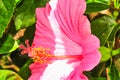 Pink hibiscus flower, in full bloom, on sunny morning Royalty Free Stock Photo