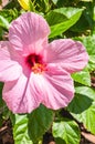 Pink Hibiscus flower, in full bloom Royalty Free Stock Photo