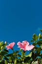 Pink hibiscus flower in full bloom on a tropical bush Royalty Free Stock Photo