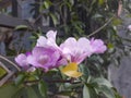 pink hibiscus flower in the garden