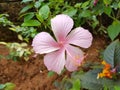 Pink hibiscus flower in the garden Royalty Free Stock Photo