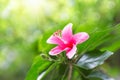 Pink hibiscus flower on a green background. In the tropical garden Royalty Free Stock Photo