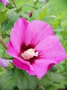 Pink hibiscus flower with green leaves in backgroud Royalty Free Stock Photo