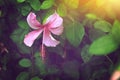 Pink hibiscus flower on green leaves Royalty Free Stock Photo