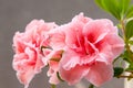 Pink hibiscus flower with green leaves Royalty Free Stock Photo