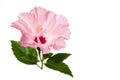 Pink hibiscus flower with green leaves i Royalty Free Stock Photo