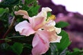 Pink hibiscus flower on a green unfocused background.