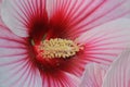 Pink Hibiscus flower inside details