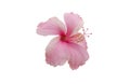 Pink hibiscus flower. Royalty Free Stock Photo