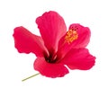 Pink hibiscus flower Royalty Free Stock Photo