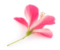 Pink hibiscus flower Royalty Free Stock Photo