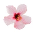 Pink hibiscus flower Royalty Free Stock Photo