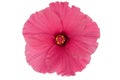 Pink hibiscus flower isolated on white background Royalty Free Stock Photo