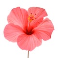 Pink hibiscus flower isolated on white background Royalty Free Stock Photo