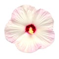 Pink hibiscus flower isolated on white background Royalty Free Stock Photo