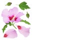 Pink hibiscus flower isolated on white background. Top view with copy space for your text. Flat lay. Royalty Free Stock Photo