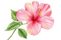 Pink Hibiscus flower, isolated white background, tropical floral watercolor botanical illustration, hand drawing Royalty Free Stock Photo