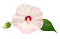 Pink hibiscus flower with leaf isolated on white background Royalty Free Stock Photo