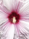 Close up of pink hibiscus flower stamen and petals Royalty Free Stock Photo