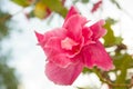 Pink hibiscus flower Royalty Free Stock Photo