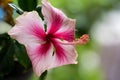 Pink hibiscus flower on nature background Royalty Free Stock Photo