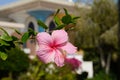 Pink hibiscus flower in Oman