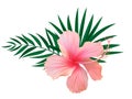 Pink hibiscus flower with palm leaves isolated on white background. Vector illustration Royalty Free Stock Photo