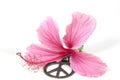 Pink Hibiscus Flower with Peace Pendant Royalty Free Stock Photo