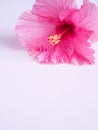 Pink hibiscus flower on a pink background with Place for text Copy space Royalty Free Stock Photo